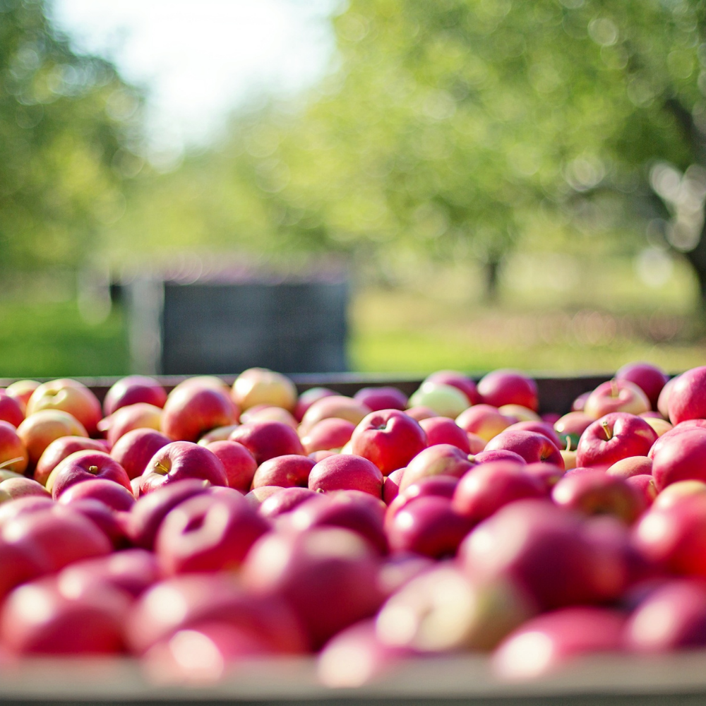 Apples