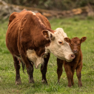 Cows