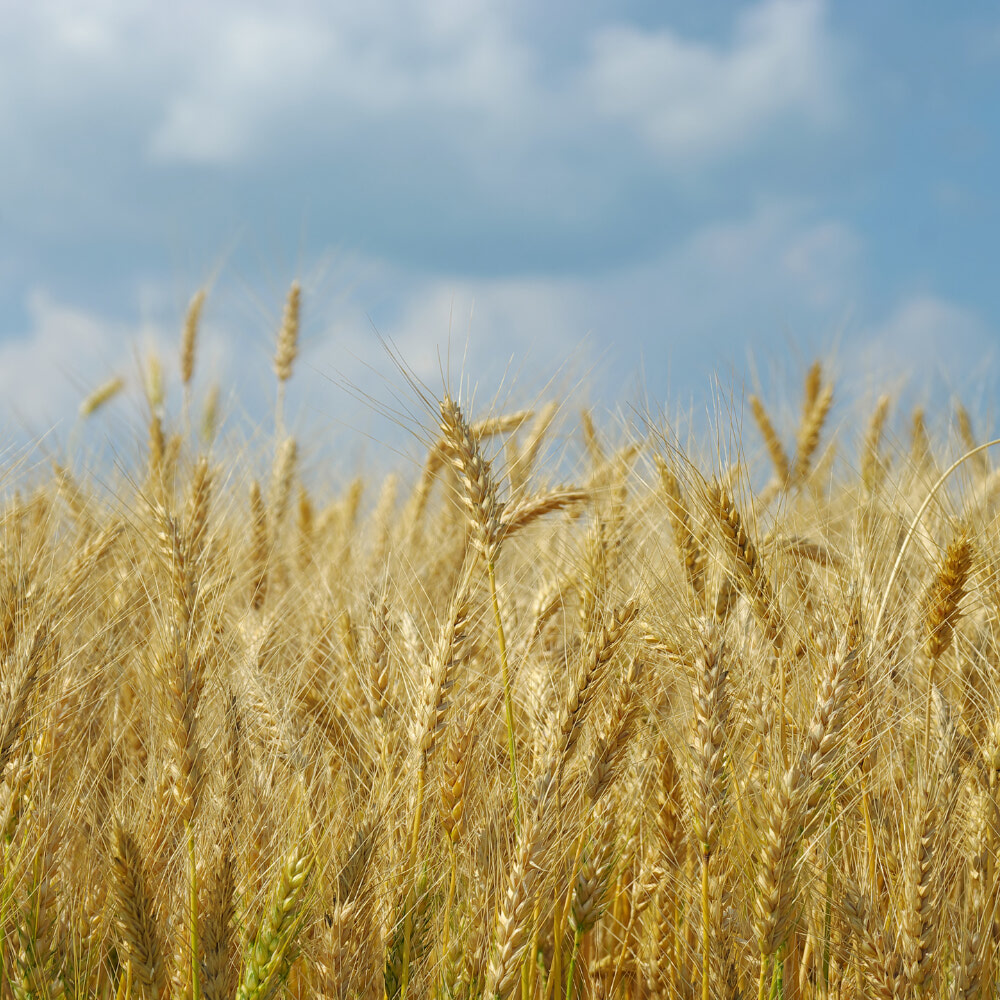 Tools to Strengthen Your Farm 